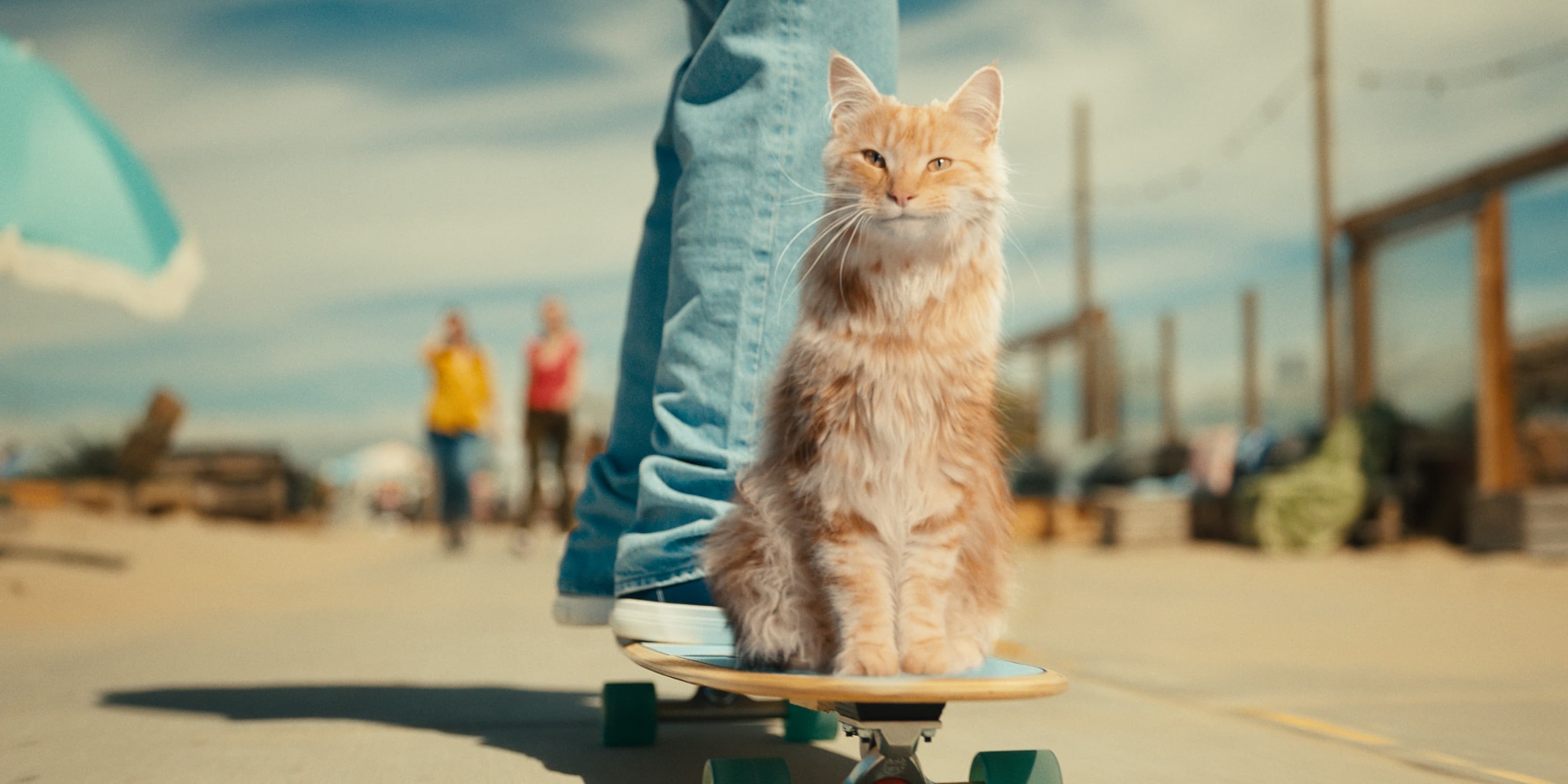Kat op skateboard